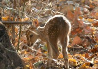 Hidden Animals-Baby Deer