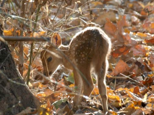 Hidden Animals-Baby Deer