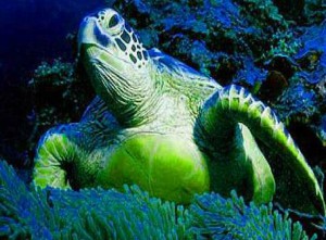 Dark turtles hidden numbers