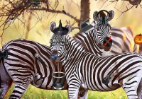 Zoo Hidden Objects 2