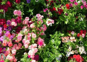 Beauty Flowers Find the Alphabets