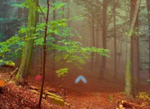 Fog Forest Escape