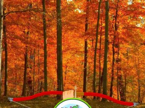 Hidden Target Red Forest