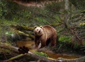 Sunny Spring Forest Escape