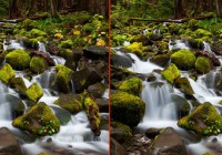 Forest Waterfalls