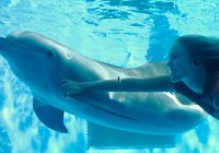 Dolphin Tale 2 Hidden Alphabets