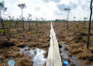 Swampy Forest Escape