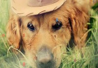 Melancholic dogs hidden numbers
