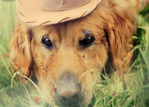 Melancholic dogs hidden numbers