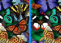 Butterflies Spot The Difference