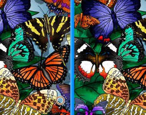 Butterflies Spot The Difference