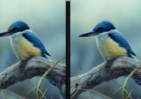 Birds Differences