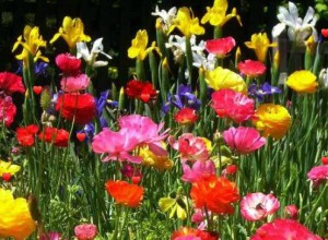 Secret Valentines Hearts