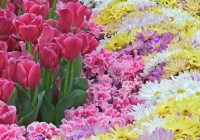 Hidden Hearts - Spring Flowers