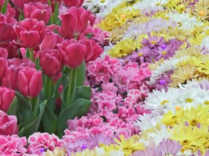 Hidden Hearts - Spring Flowers