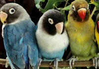 Hidden Alphabets-Parrots