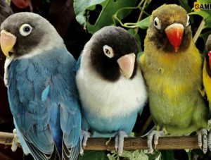 Hidden Alphabets-Parrots