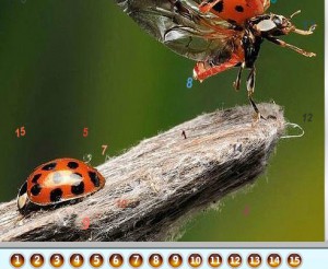 Bugs on the Woods Hidden Numbers