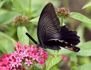 Butterfly - Find the Alphabets