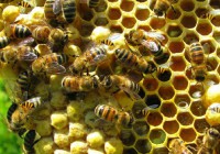 Honeycomb - Hidden Bees