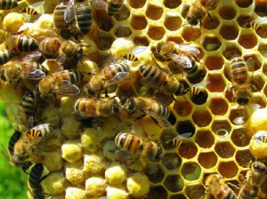 Honeycomb - Hidden Bees