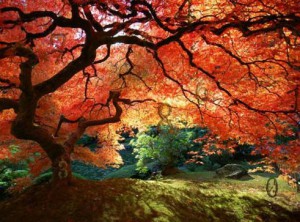 Sunbeam find numbers