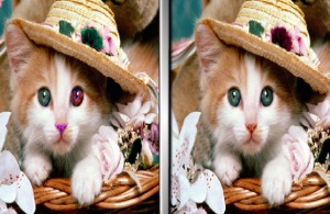 Pet Animals Spot the Difference