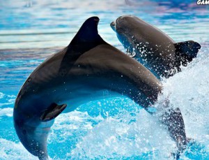 Hidden Numbers-Dolphins